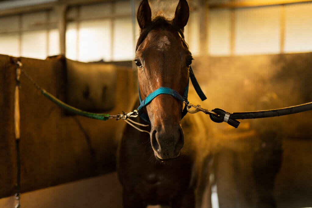 Injuries Horse Industry